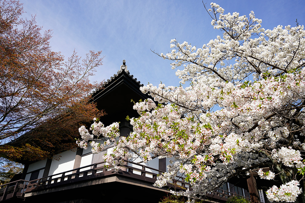 Hondo and Cherry Blossoms